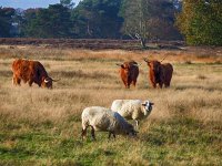 NL, Drenthe, Hoogeveen, Nuilerveld 12, Saxifraga-Hans Dekker