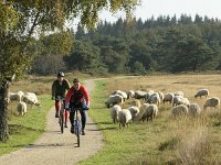 NL, Drenthe, Westerveld, Havelterberg 22, Saxifraga-Hans Dekker