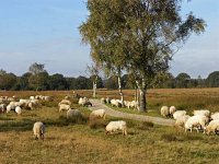 NL, Drenthe, Westerveld, Havelterberg 6, Saxifraga-Hans Dekker