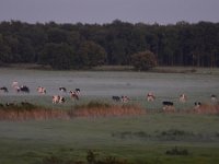 NL, Limburg, Weert, Weerterbos 2, Saxifraga-Tom Heijnen