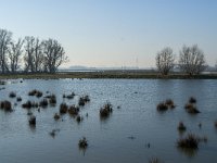 NL, Noord-Brabant, Altena, Kleine Muggenwaard 1, Saxifraga-Jan van der Straaten