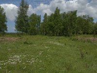 NL, Noord-Brabant, Steenbergen, Dintelse Gorzen 24, Saxifraga-Jan van der Straaten