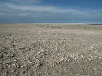 NL, Zuid-Holland, Westland, Ter Heijde 16, Saxifraga-Willem van Kruijsbergen