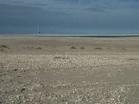 NL, Zuid-Holland, Westland, Ter Heijde 17, Saxifraga-Willem van Kruijsbergen