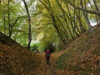 B, Limburg, Voeren, Teuvenderberg 2, Saxifraga-Tom Heijnen
