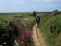GB, Cornwall, Redruth, SW Coastpath, Portreath Godrevy Point 1, Saxifraga-Foto Fitis-Sytske Dijksen