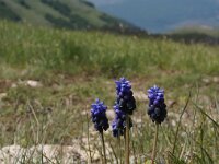 NMK, Ohrid, Galicica 10, Saxifraga-Foto Fitis-Sytske Dijksen