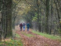 NL, Drenthe, Westerveld, Holtveen 26, Saxifraga-Hans Dekker