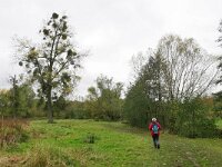 NL, Limburg, Gulpen-Wittem, Geul valley near Terpoorten 1, Saxifraga-Tom Heijnen