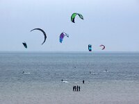NL, Zuid-Holland, Goeree Overflakkee, Brouwersdam 7, Saxifraga-Foto Fitis-Sytske Dijksen