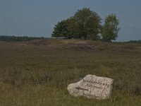 D, Niedersachsen, Schneverdingen, Pietzmoor 3, Saxifraga-Marijke Verhagen