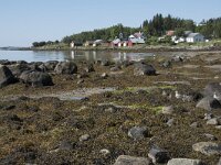 N, Troms, Senja, Skaland 9, Saxifraga-Willem van Kruijsbergen