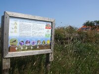 NL, Noord-Holland, Texel, Tuinwallen 1, Saxifraga-Foto Fitis-Sytske Dijksen