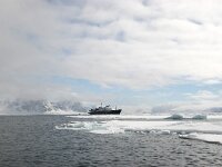 NO, Spitsbergen, Fuglesangen 17, Saxifraga-Bart Vastenhouw