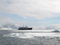 NO, Spitsbergen, Fuglesangen 31, Saxifraga-Bart Vastenhouw