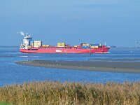 NL, Zeeland, Hulst, Schor van Paal 2, Saxifraga-Tom Heijnen