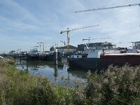 NL, Noord-Brabant, Altena, Biesboschhaven 3, Saxifraga-Annemiek Bouwman