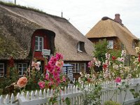 D, Schleswig-Holstein, Hallig Hooge 7, Saxifraga-Foto Fitis-Sytske Dijksen