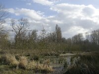 NL, Noord-Brabant, Eindhoven, Tongelreep near skating rink 7, Saxifraga-Jan van der Straaten