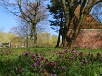 NL, Noord-Holland, Alkmaar 6, Saxifraga-Foto Fitis-Sytske Dijksen