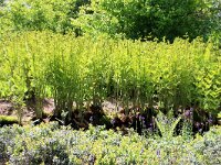 NL, Noord-Holland, Amstelveen, Heempark de Braak 3, Saxifraga-Foto Fitis-Sytske Dijksen