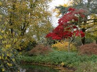 NL, Noord-Holland, Amsterdam, Park Frankendael 1, Saxifraga-Foto Fitis-Sytske Dijksen