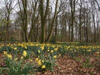 NL, Utrecht, De Bilt, Groenekan 1, Saxifraga-Foto Fitis-Sytske Dijksen