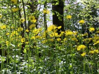 NL, Utrecht, De Bilt, Landgoed Sandwijck 3, Saxifraga-Foto Fitis-Sytske Dijksen