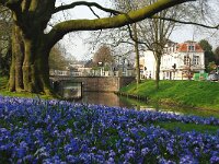 NL, Utrecht, Utrecht, Bolwerk Wittevrouwensingel 2, Saxifraga-Foto Fitis-Sytske Dijksen