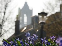 NL, Utrecht, Utrecht, Domtoren 2, Saxifraga-Foto Fitis-Sytske Dijksen