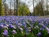 NL, Utrecht, Utrecht, Lepelenburg 2, Saxifraga-Foto Fitis-Sytske Dijksen