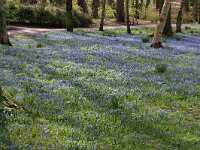 NL, Zuid-Holland, Rotterdam 49, Saxifraga-Foto Fitis-Sytske Dijksen