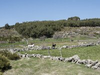 E, Avila, Navarradonda de Gredos 61, Saxifraga-Willem van Kruijsbergen
