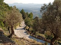 E, Mallorca, Alaro 9, Saxifraga-Hans Dekker