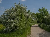 NL, Noord-Brabant, Boxmeer, Oeffelter Meent 21, Saxifraga-Jan van der Straaten