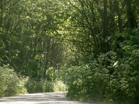 NL, Noord-Holland, Texel, Witteweg 2, Saxifraga-Foto Fitis-Sytske Dijksen