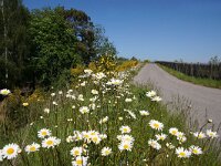 NL, Utrecht, Zeist, Den Dolder 2, Saxifraga-Foto Fitis-Sytske Dijksen