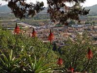 E, Mallorca, Arta 4, Saxifraga-Hans Dekker