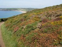 GB, Cornwall, Marazion, SW Coastpath, Michaels Mount 5, Saxifraga-Foto Fitis-Sytske Dijksen