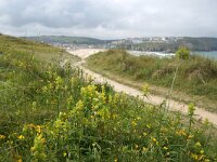 GB, Cornwall, Newquay, SW Coastpath, Penhale Sands 1, Saxifraga-Foto Fitis-Sytske Dijksen