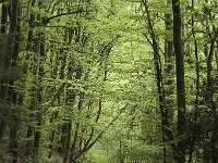 F, Isere, Lavars 1, Saxifraga-Jan van der Straaten