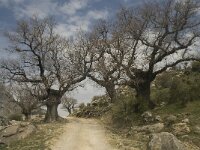 E, Cadiz, Grazalema 40, Saxifraga-Willem van Kruijsbergen