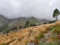 E, Avila, Guisando, Galayos valley 26, Saxifraga-Tom Heijnen