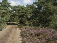 NL, Limburg, Weert, Boshoverheide 10, Saxifraga-Jan van der Straaten