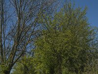 NL, Noord-Brabant, Boxmeer, Zoetepasweiden 3, Saxifraga-Jan van der Straaten