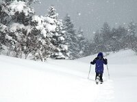 F, Isere, Gresse-en-Vercors, Menil 9, Saxifraga-Jan van der Straaten