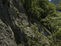 F, Pyrenees Orientales, Vernet-les-Bains, Gorges du Cady 1, Saxifraga-Jan van der Straaten