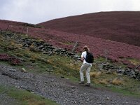 GB, Cumbria, Keswick, Skiddaw 4, Saxifraga-Jan van der Straaten