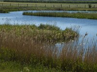 NL, Noord-Brabant, Heusden, Elshoutse Zeedijk 9, Saxifraga-Marijke Verhagen