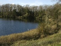 NL, Noord-Brabant, Heusden, Haarsteegsewiel 1, Saxifraga-Jan van der Straaten